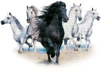 horse. horses bp - besplatni png