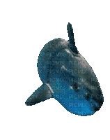 elegant mola mola - Nemokamas animacinis gif