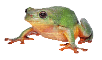 Frog.Grenouille.Toad.crapaud.Victoriabea - GIF animé gratuit