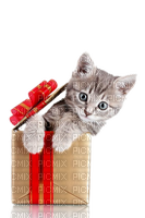 Kätzchen, Geschenk - png gratuito