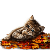 Katze Cat Herbst - bezmaksas png
