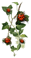 coccinelle.Cheyenne63 - zdarma png