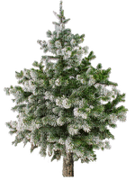 Christmas Tree Yellow White Winter - Bogusia - besplatni png