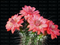 Cactus - PNG gratuit