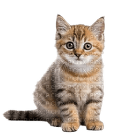 kitten - PNG gratuit
