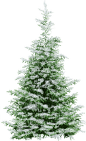 träd gran----fir tree - Free PNG