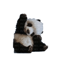 Osito Panda - gratis png