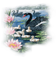 swans bp - kostenlos png