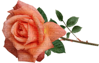 rose, ruusu, kukka, fleur, flower - png ฟรี