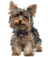 patymirabelle chien yorkshire - бесплатно png