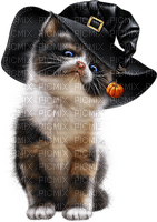 halloween cat witch hat  chat halloween