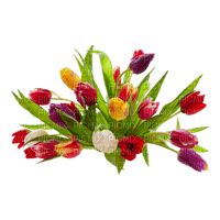 tulipe.Cheyenne63 - nemokama png