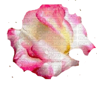 trandafir28 - png grátis