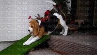 maj gif beagle - Free animated GIF