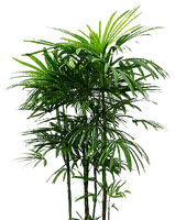 Palm.Tree.Palmier.Tropical.Victoriabea