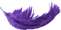 purple feather 3 - nemokama png