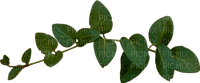 branch-deco-green-leaf - Free PNG