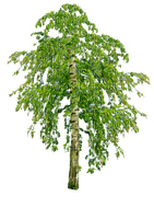 träd--- tree - 免费PNG