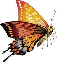 Butterfly- pages -2 - бесплатно png