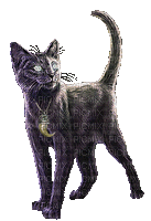 кот cat chat - Animovaný GIF zadarmo