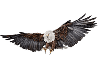 Bird African-Fish-Eagle PNG - фрее пнг