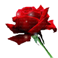 rosa - 免费动画 GIF