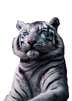 Tiger - Gratis geanimeerde GIF