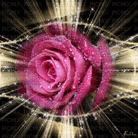Rosa hermosa - GIF animé gratuit