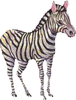 zebre - Gratis geanimeerde GIF
