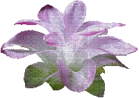 kwiat - Darmowy animowany GIF