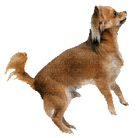 Chihuahua - Бесплатный анимированный гифка