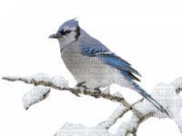 Kaz_Creations Birds Bird Blue Winter - png grátis