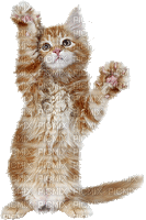 chat qui gesticule - GIF animasi gratis