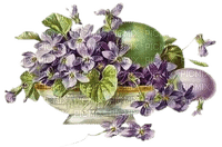 pascua jaron  violetas dubravka4 - фрее пнг