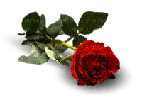 rose, ruusu, kukka, fleur, flower - nemokama png