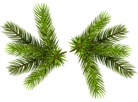 pine branch - gratis png
