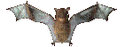 bat - Бесплатный анимированный гифка