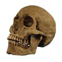 Kaz_Creations Skull - png grátis