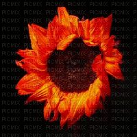sunflower gif - Δωρεάν κινούμενο GIF