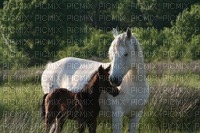 chevaux - bezmaksas png
