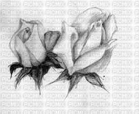 roses blanches - zdarma png