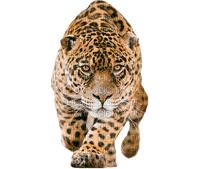 leopard milla1959 - фрее пнг