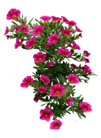 kwiaty - 免费PNG