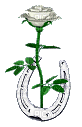 ruža bijela - Darmowy animowany GIF