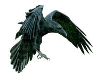 corbeau - 免费PNG