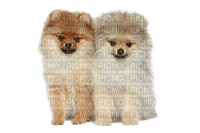 Chien - Free PNG