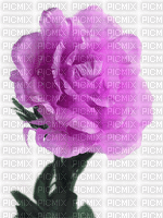 rose qui change de couleur - GIF animé gratuit