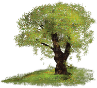 Kaz_Creations Deco Trees Tree Green - kostenlos png
