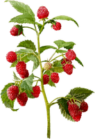 Fruit. Raspberry. Leila - gratis png