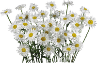 Daisy Flowers - 免费PNG